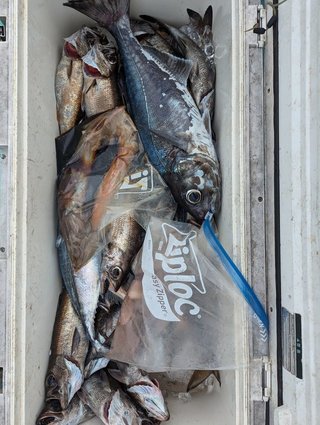 釣果