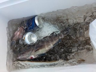 釣果