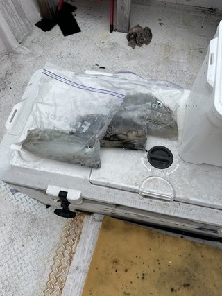 釣果