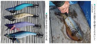 餌木とイカの写真
