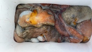 釣果