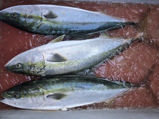 釣果
