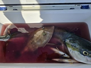 釣果