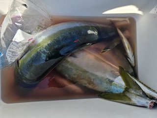 釣果