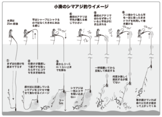 小湊のシマアジ釣りイメージ
