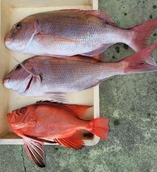 釣果