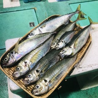 釣果