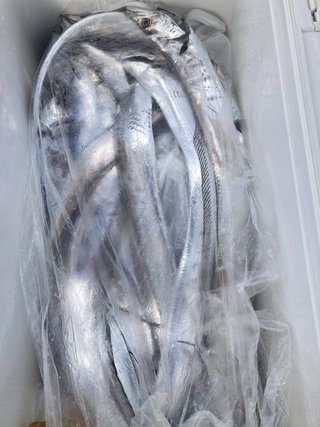 釣果