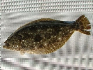 デッドベイトで釣れる四倉沖の大ビラメ連発