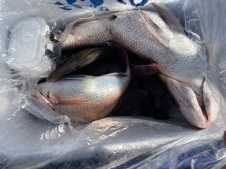 釣果