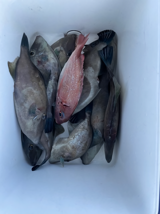 釣果