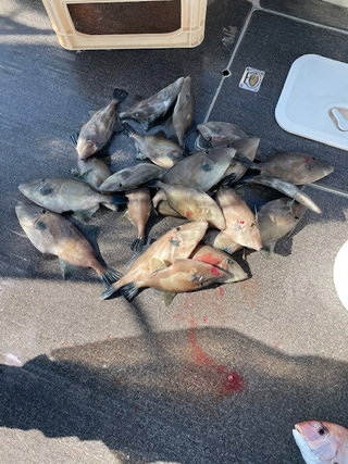 釣果