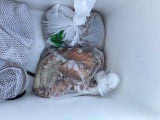 釣果