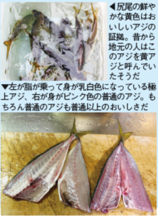 大アジの脂乗りは抜群