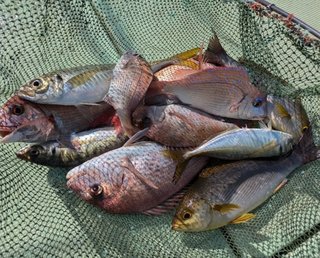 【釣果速報】和歌山県海斗丸でタイ・ブリ・ツバスなど多彩な魚種をゲット！数も型も大満足で釣り客全員テンションMAX！