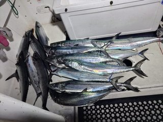釣果
