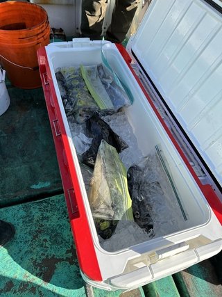 釣果
