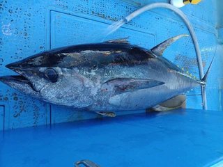 釣果