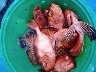 釣果