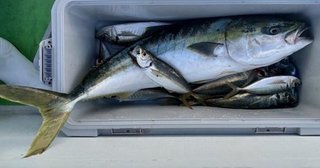 釣果