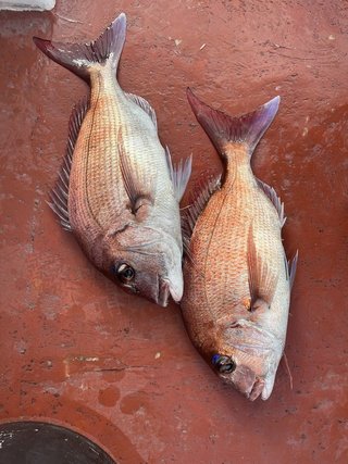 釣果