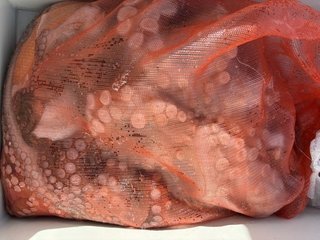 釣果