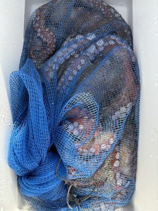 釣果