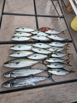 釣果