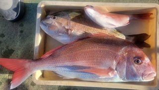 釣果