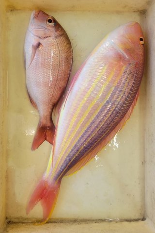 釣果