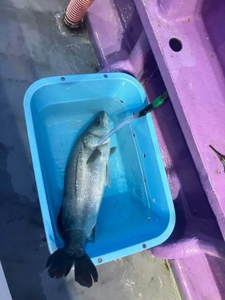 釣果