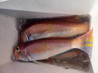 釣果