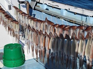 釣果