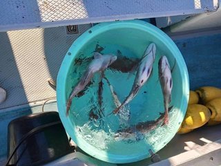 釣果