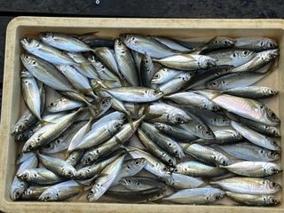 釣果