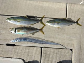 釣果