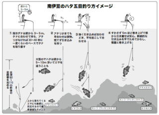 南伊豆のハタ五目釣り方イメージ
