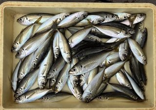 釣果