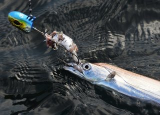 太刀魚が初心者でも釣れる 太刀魚釣りのコツ 仕掛けを大公開