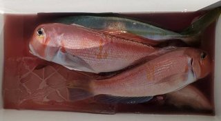 釣果