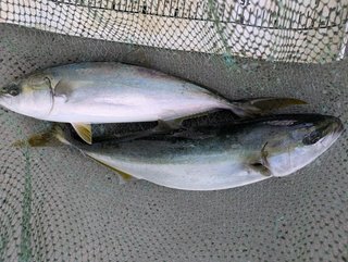 釣果
