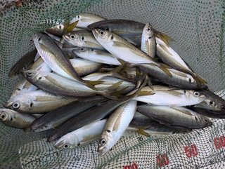 釣果