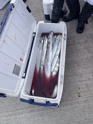 釣果