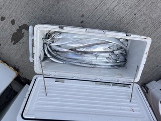 釣果
