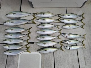 釣果