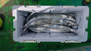 釣果