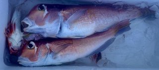 釣果