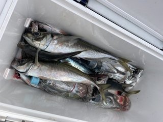 釣果
