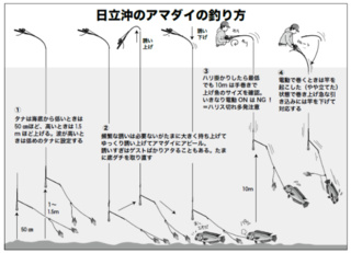 タイムセール 半額 特大サイズが狙って釣れる 日立沖は大アマダイの宝庫！ ルアー・フライ