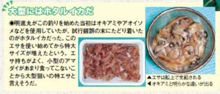 大型にはホタルイカだ